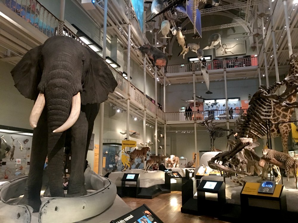 Interior of the National Museum of Scotland in Edinburgh